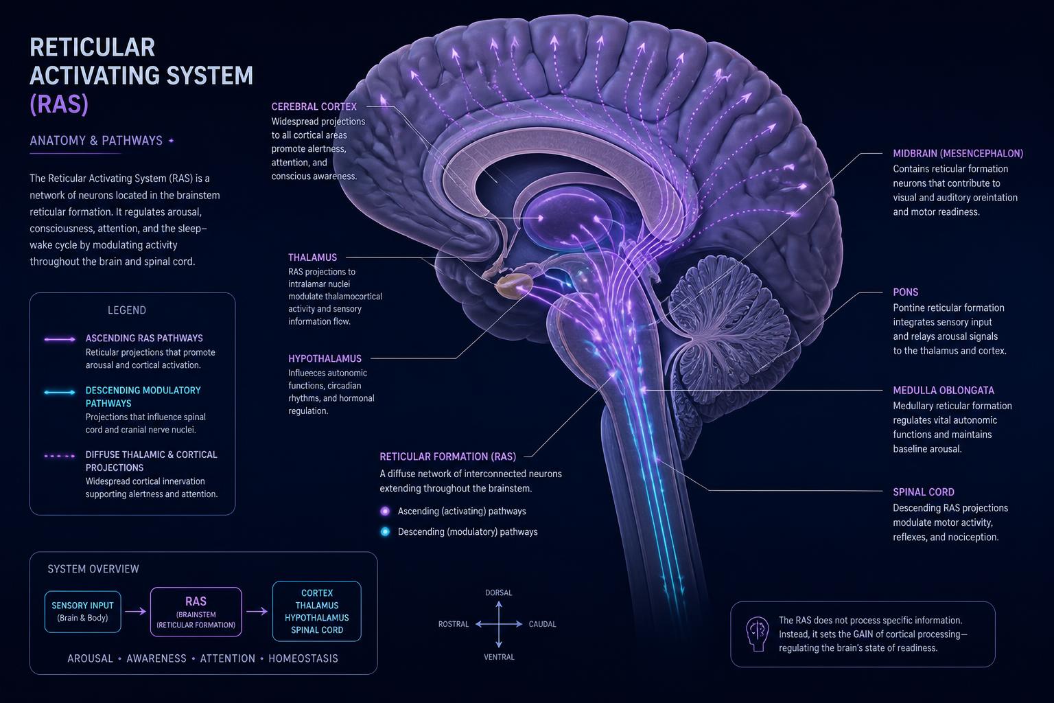 Anatomical schematic of the Reticular Activating System — brainstem, thalamus, cortex pathways